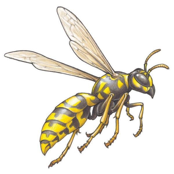 Get Rid of Wasps, Woodpeckers and Flies | The Family Handyman
