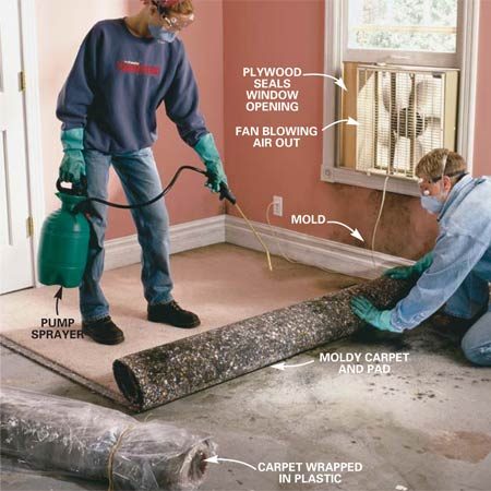 How do you kill mold in the house?