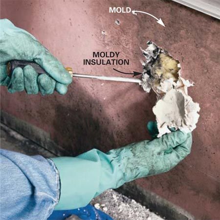 How do I get rid of mold in my basement?