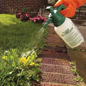 Best Weed Killer How To Get Rid Of Weeds In Grass