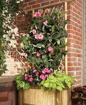 Bamboo planter and trellis on a patio