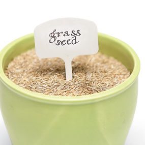 Grass seed
