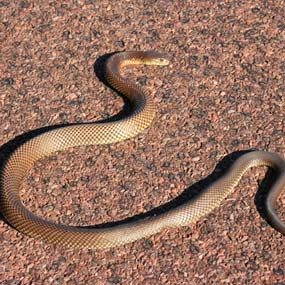 Sometimes the best way to do your own pest control is to run. This baby brown snake is the second most lethal snake in the world.