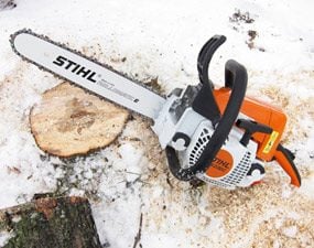 Ground level saw cut on 10-in. tree trunk