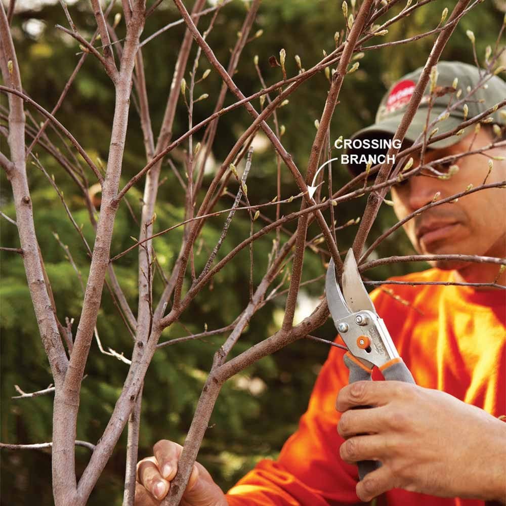 How do you remove shrub roots?