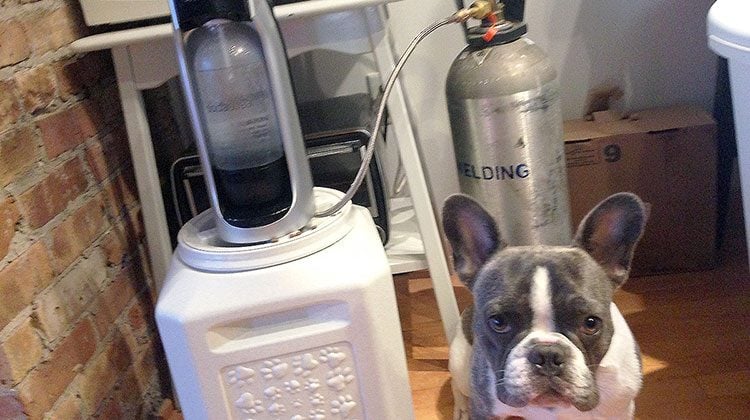 Soda stream machine hooked up to a metal tank behind it. A medium-sized, grey and white dog sits on the side, looking straight at the viewer