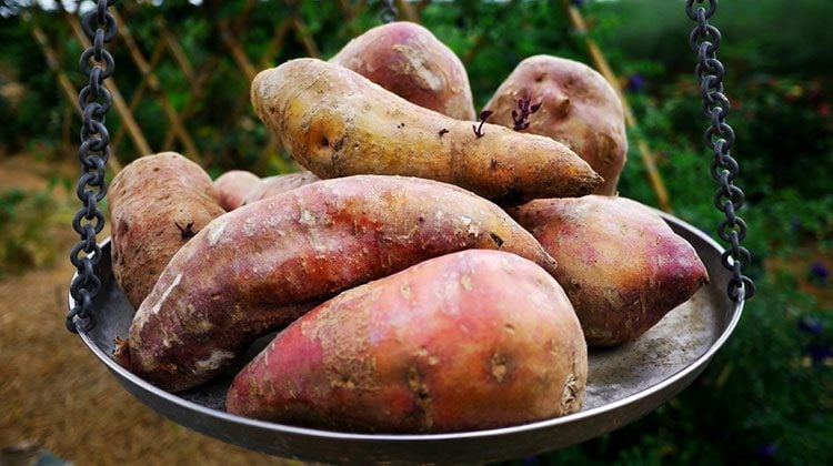 The Surprising Difference Between Sweet Potato And Yam,Miniature Roses In Containers