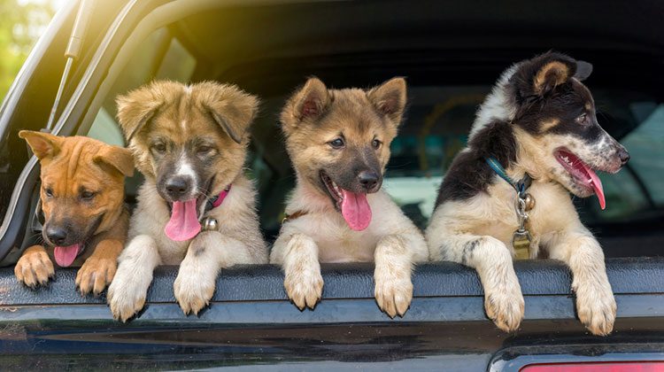 Four puppies with their tongues out and front paws hanging out an open back window on a car